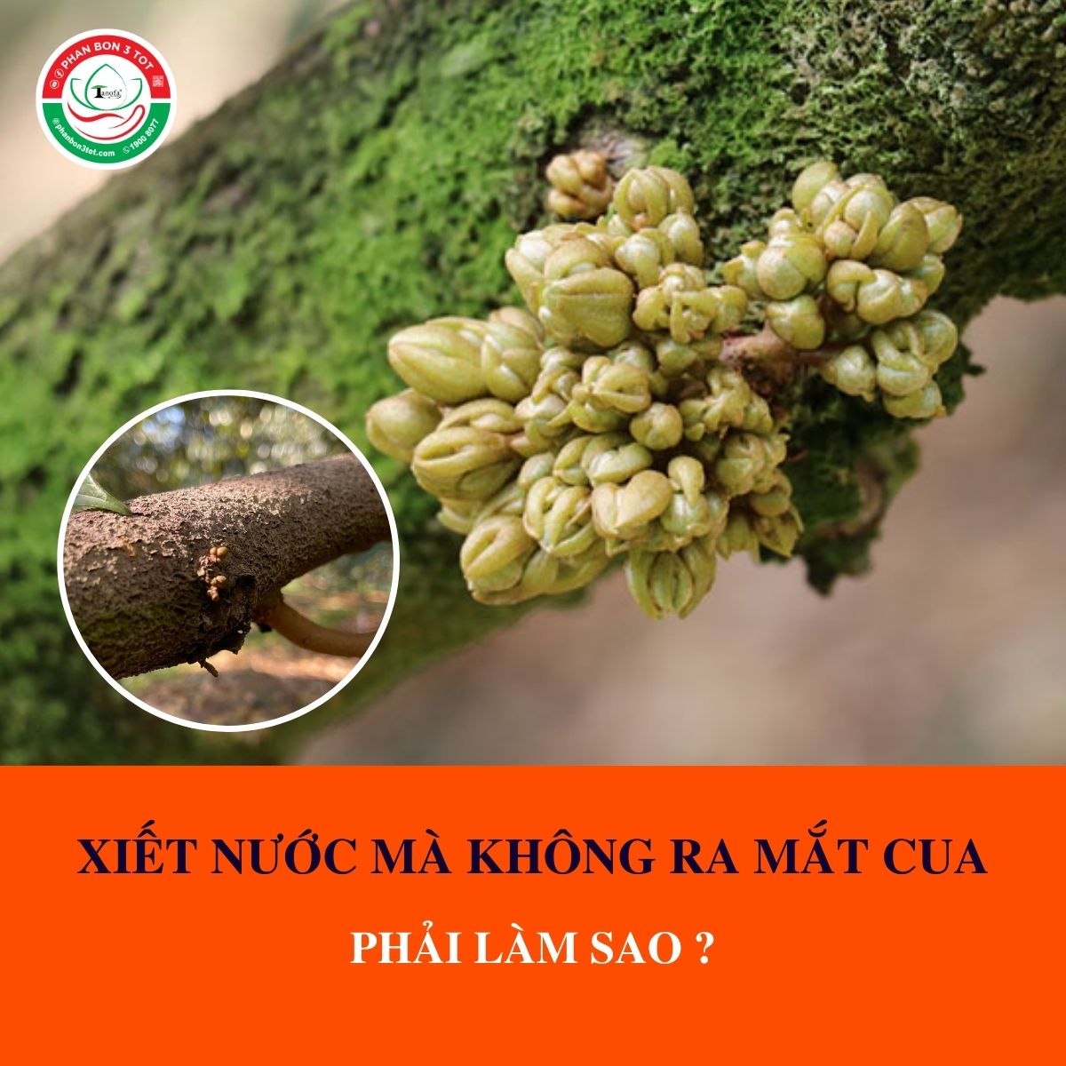 XIẾT NƯỚC QUÁ NGÀY MÀ KHÔNG RA MẮT CUA, PHẢI LÀM SAO? XIẾT NƯỚC QUÁ NGÀY MÀ KHÔNG RA MẮT CUA, PHẢI LÀM SAO?