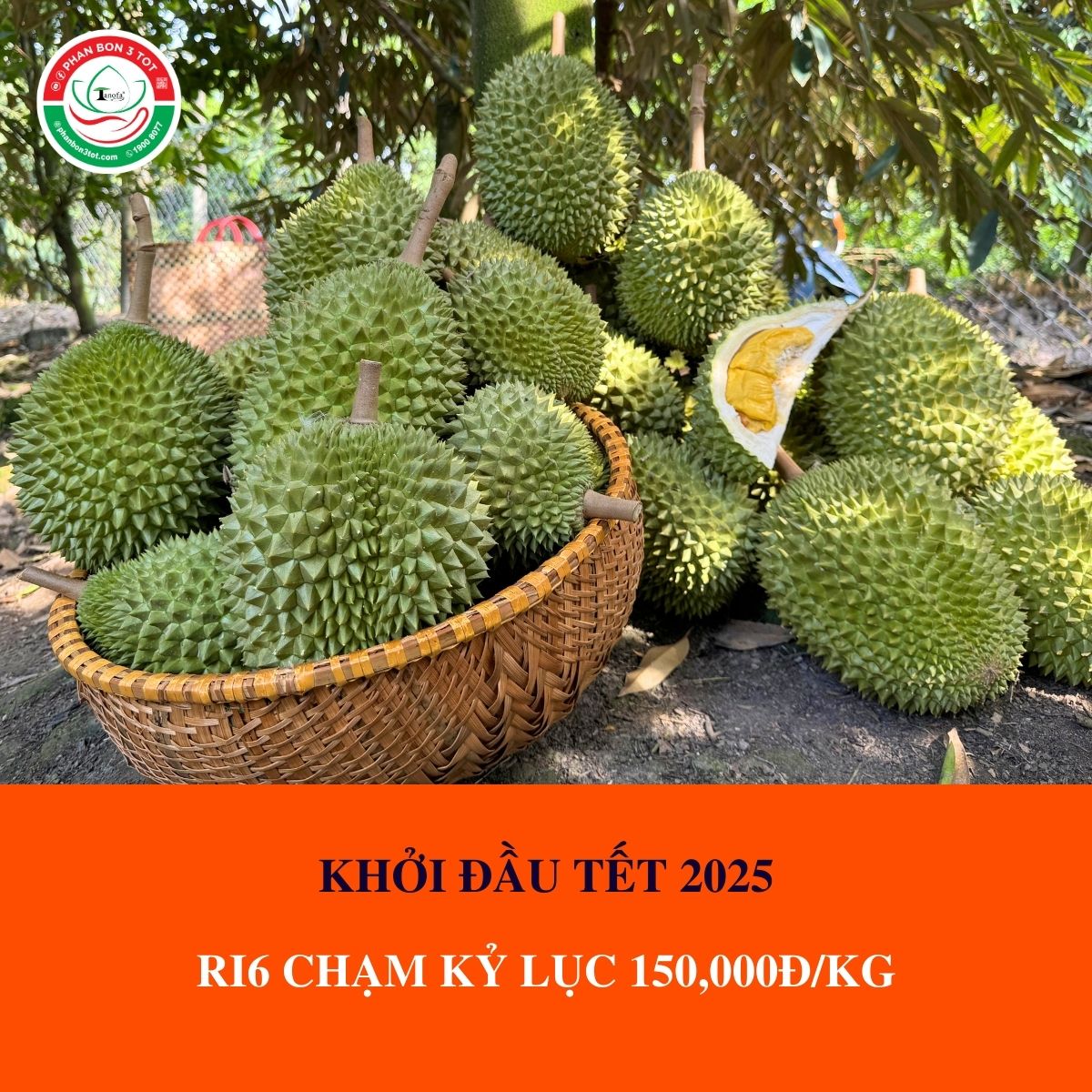 KHỞI ĐẦU TẾT 2025: SẦU RIÊNG RI6 CHẠM KỶ LỤC 150,000Đ/KG KHỞI ĐẦU TẾT 2025: SẦU RIÊNG RI6 CHẠM KỶ LỤC 150,000Đ/KG