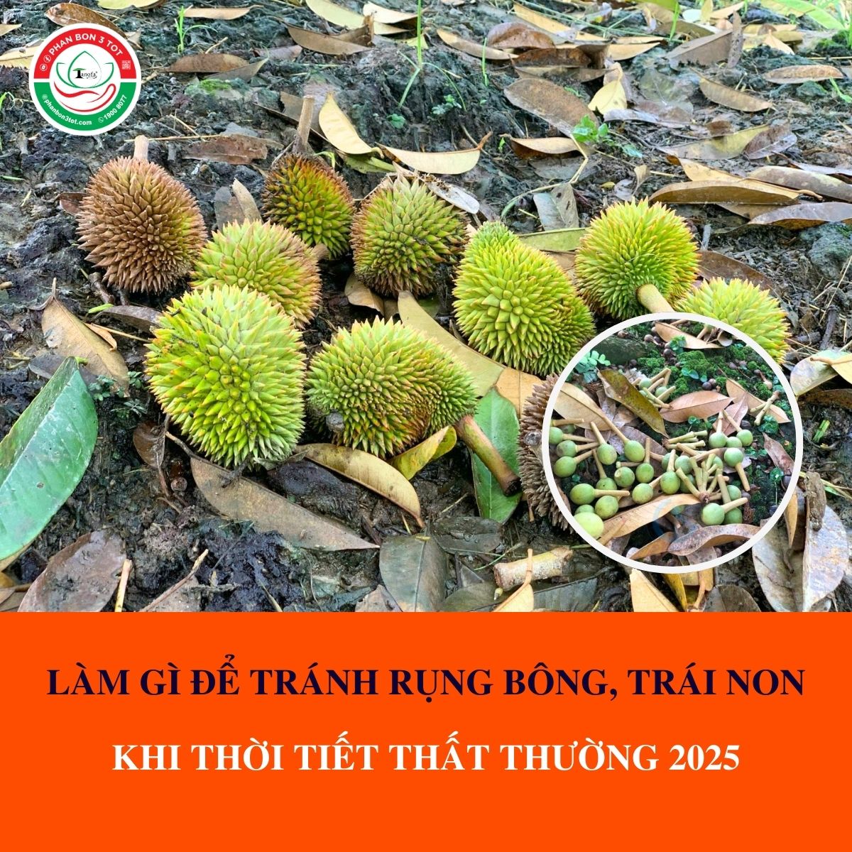 LÀM GÌ ĐỂ TRÁNH RỤNG BÔNG, TRÁI NON KHI THỜI TIẾT THẤT THƯỜNG 2025 LÀM GÌ ĐỂ TRÁNH RỤNG BÔNG, TRÁI NON KHI THỜI TIẾT THẤT THƯỜNG 2025