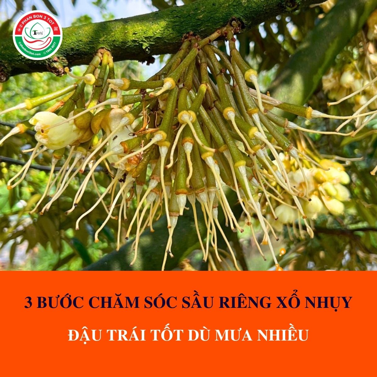 3 BƯỚC CHĂM SÓC SẦU RIÊNG XỔ NHỤY ĐẬU TRÁI TỐT DÙ MƯA NHIỀU 3 BƯỚC CHĂM SÓC SẦU RIÊNG XỔ NHỤY ĐẬU TRÁI TỐT DÙ MƯA NHIỀU