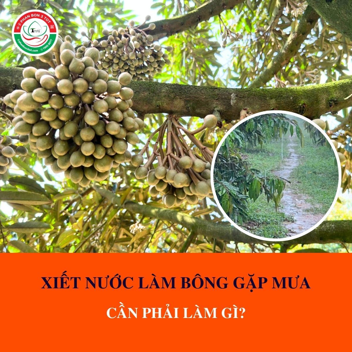 XIẾT NƯỚC LÀM BÔNG GẶP MƯA, CẦN PHẢI LÀM GÌ? XIẾT NƯỚC LÀM BÔNG GẶP MƯA, CẦN PHẢI LÀM GÌ?