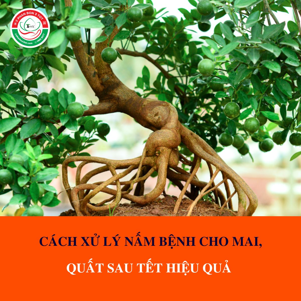 CÁCH XỬ LÝ NẤM BỆNH CHO MAI VÀNG, QUẤT SAU TẾT HIỆU QUẢ CÁCH XỬ LÝ NẤM BỆNH CHO MAI VÀNG, QUẤT SAU TẾT HIỆU QUẢ