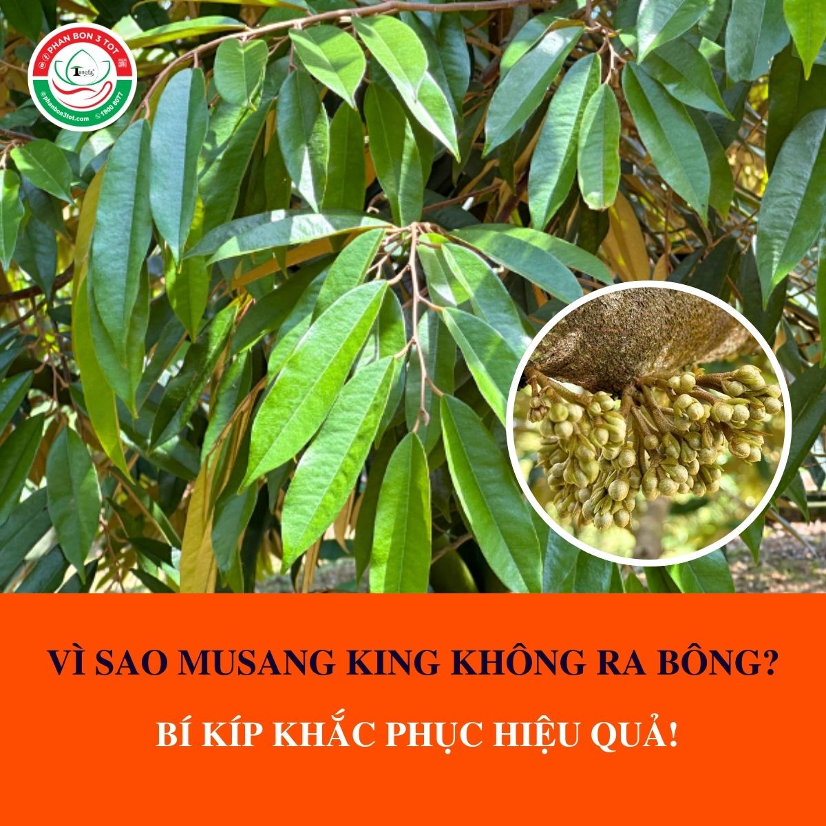 VÌ SAO MUSANG KING KHÔNG RA BÔNG? BÍ KÍP KHẮC PHỤC HIỆU QUẢ! VÌ SAO MUSANG KING KHÔNG RA BÔNG? BÍ KÍP KHẮC PHỤC HIỆU QUẢ!