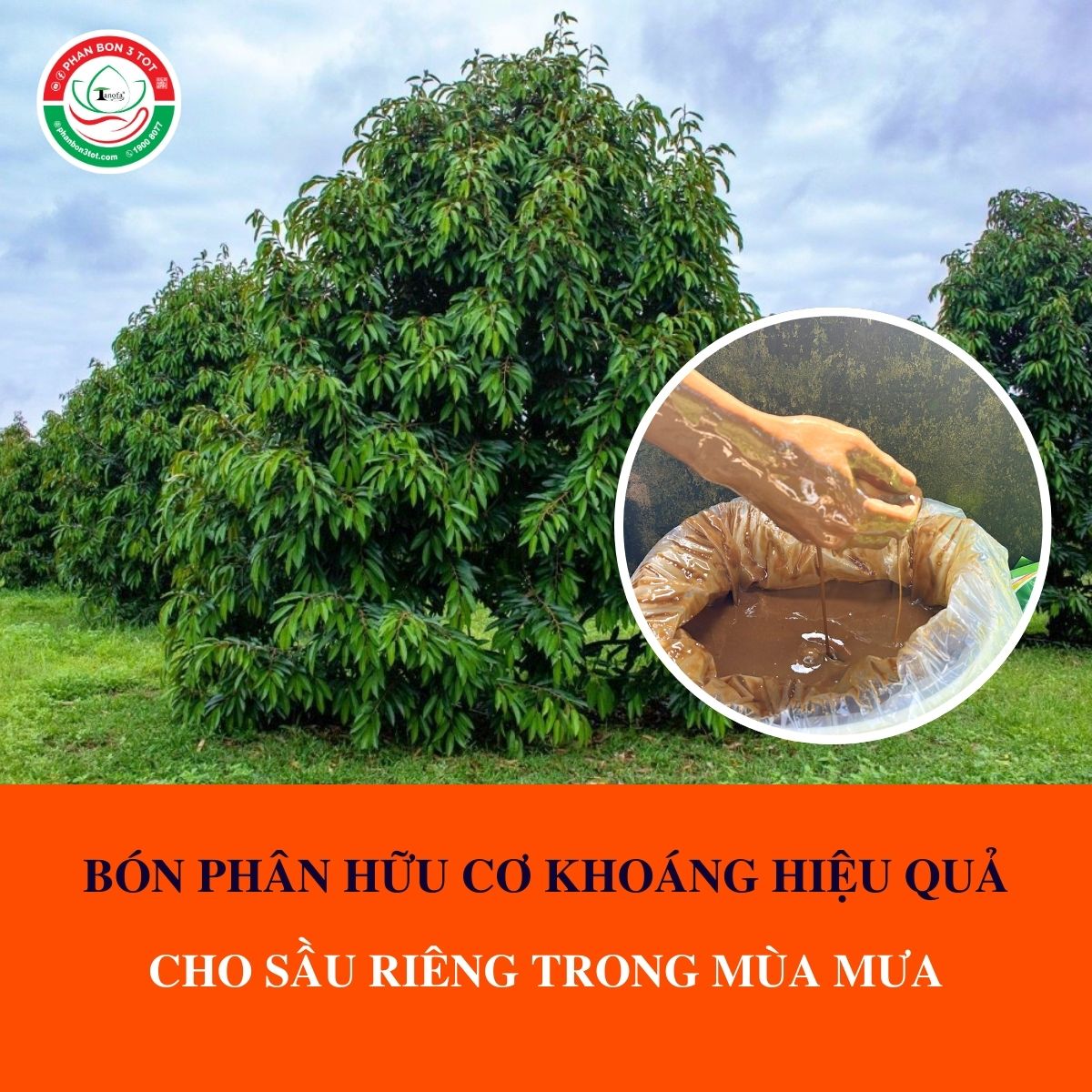BÓN PHÂN HỮU CƠ KHOÁNG HIỆU QUẢ CHO SẦU RIÊNG TRONG MÙA MƯA BÓN PHÂN HỮU CƠ KHOÁNG HIỆU QUẢ CHO SẦU RIÊNG TRONG MÙA MƯA