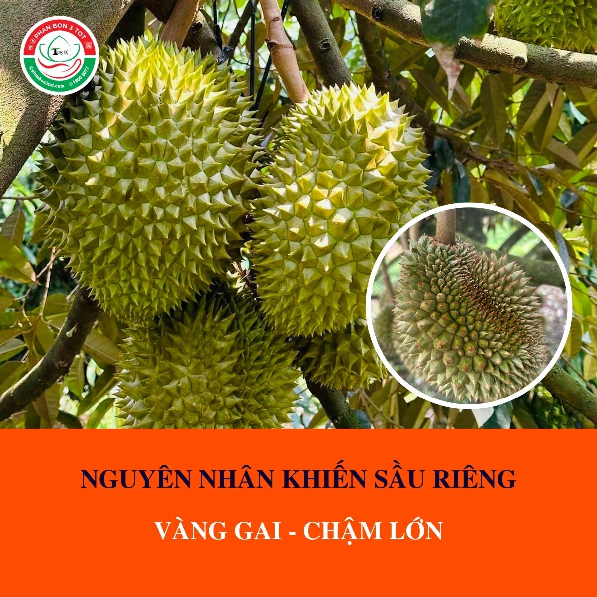 NGUYÊN NHÂN KHIẾN SẦU RIÊNG BỊ VÀNG GAI - CHẬM LỚN NGUYÊN NHÂN KHIẾN SẦU RIÊNG BỊ VÀNG GAI - CHẬM LỚN