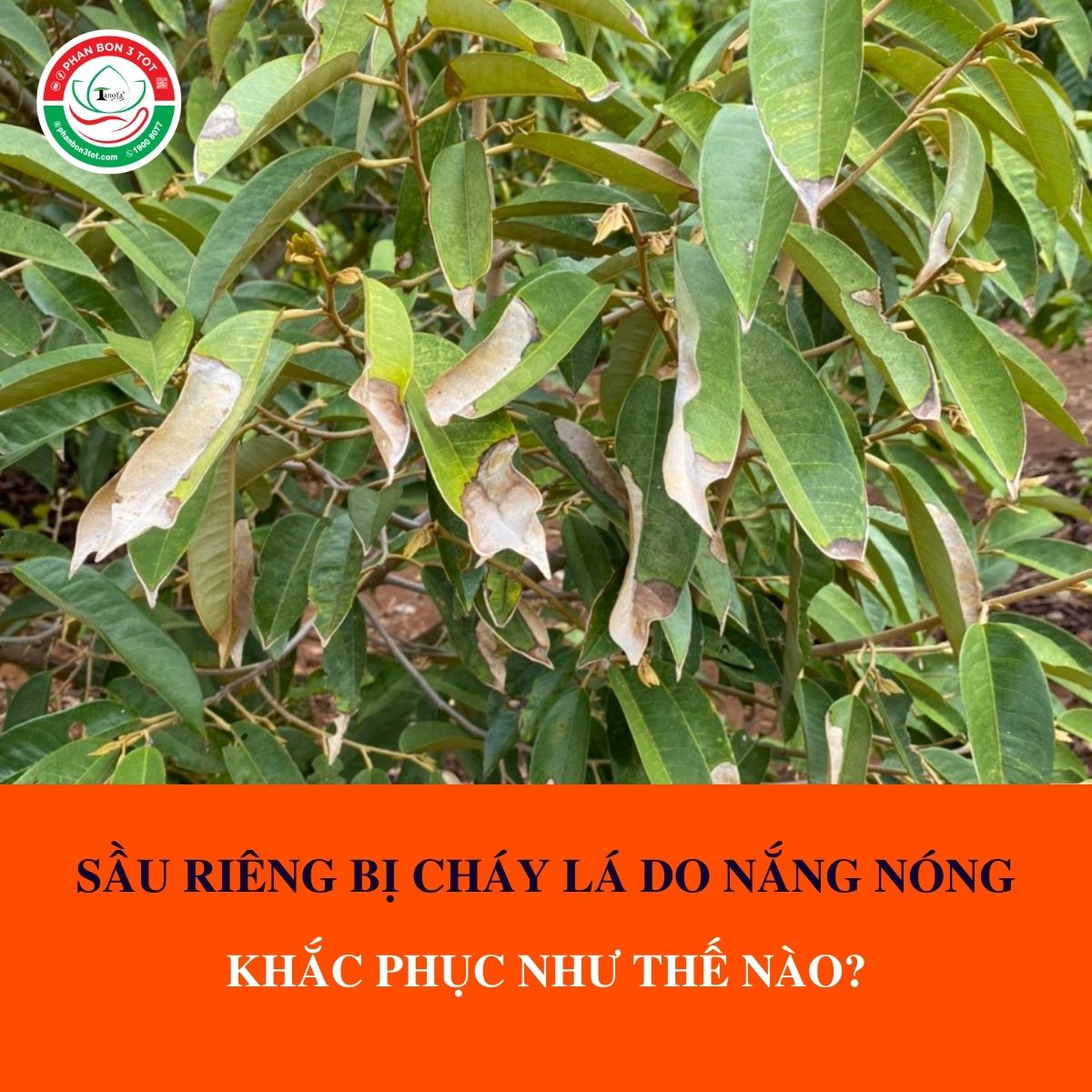 SẦU RIÊNG BỊ CHÁY LÁ DO NẮNG NÓNG: KHẮC PHỤC NHƯ THẾ NÀO? SẦU RIÊNG BỊ CHÁY LÁ DO NẮNG NÓNG: KHẮC PHỤC NHƯ THẾ NÀO?