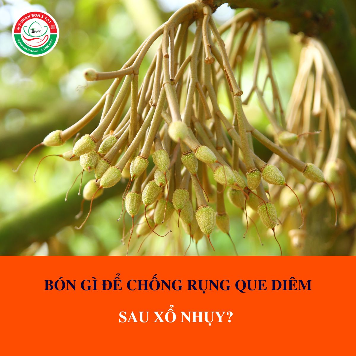 BÓN GÌ ĐỂ CHỐNG RỤNG QUE DIÊM HÀNG LOẠT SAU XỔ NHỤY?  BÓN GÌ ĐỂ CHỐNG RỤNG QUE DIÊM HÀNG LOẠT SAU XỔ NHỤY?