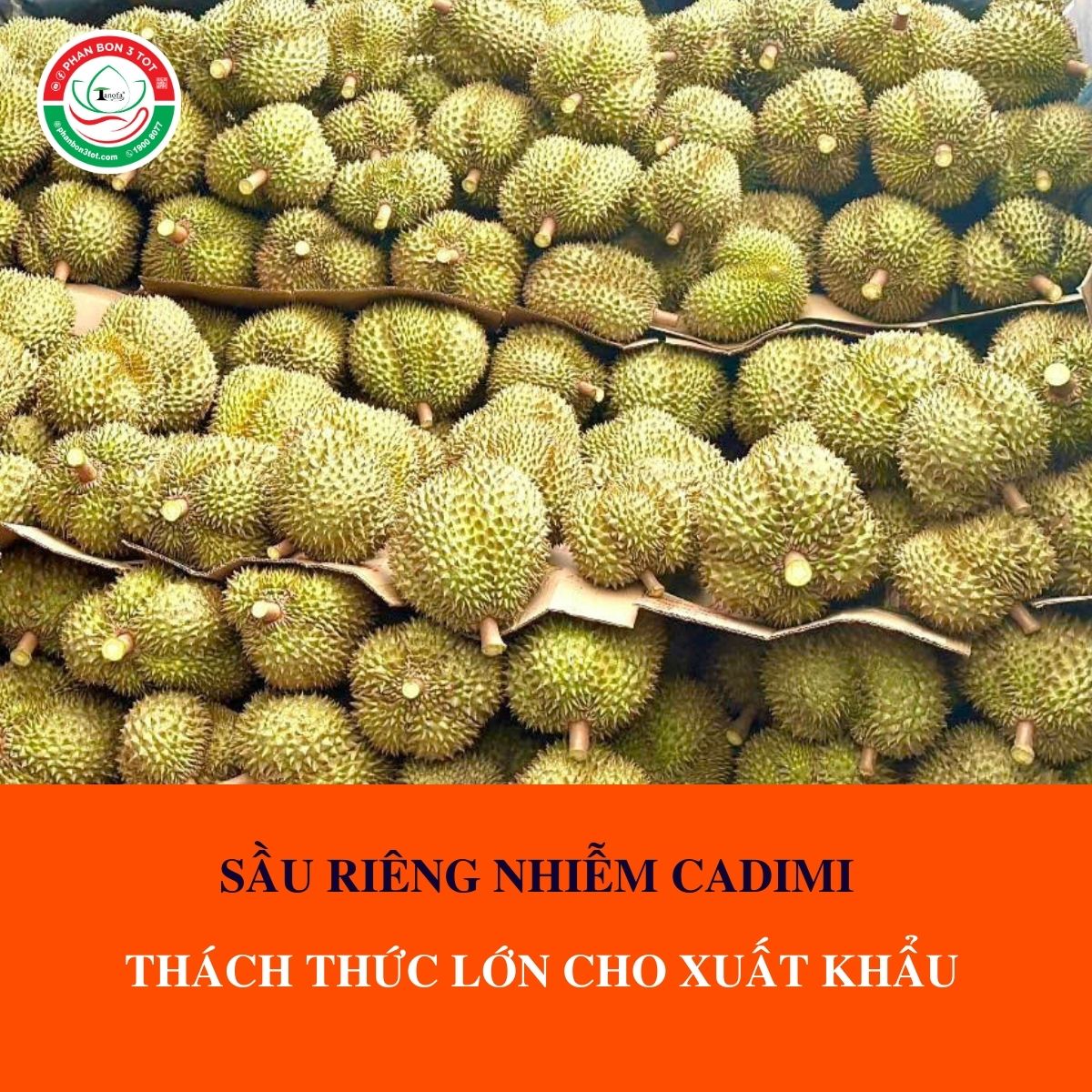 SẦU RIÊNG NHIỄM CADIMI - THÁCH THỨC LỚN CHO XUẤT KHẨU VIỆT NAM SẦU RIÊNG NHIỄM CADIMI - THÁCH THỨC LỚN CHO XUẤT KHẨU VIỆT NAM