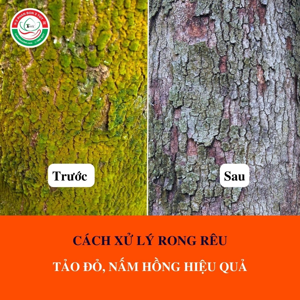 CÁCH XỬ LÝ RONG RÊU, TẢO ĐỎ, NẤM HỒNG HIỆU QUẢ