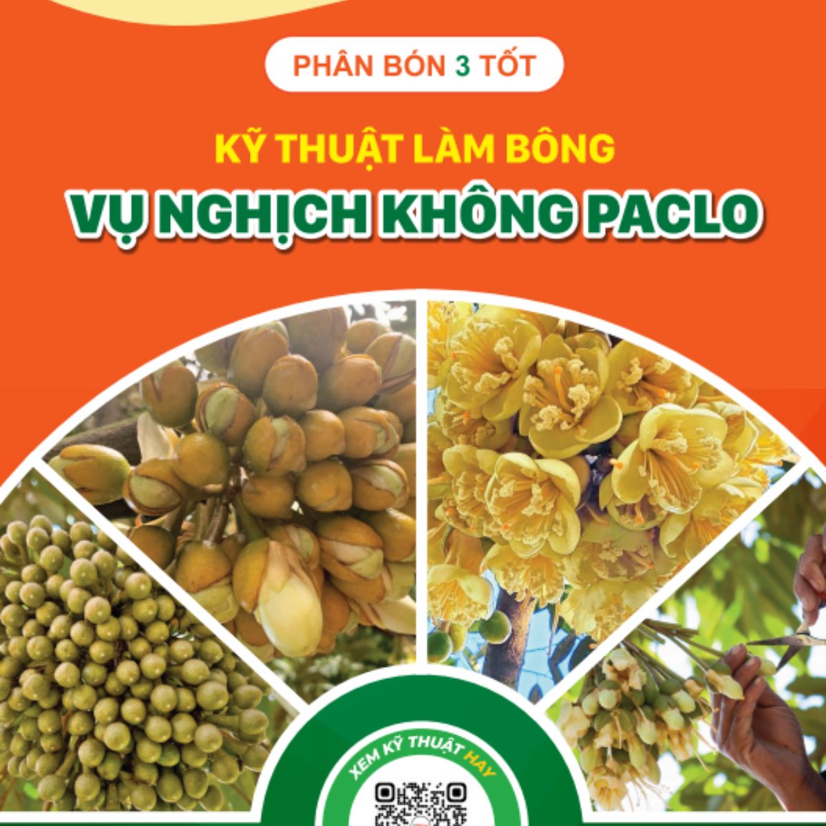 Cách Nhận Quy Trình Làm Bông Không Paclo Cách Nhận Quy Trình Làm Bông Không Paclo