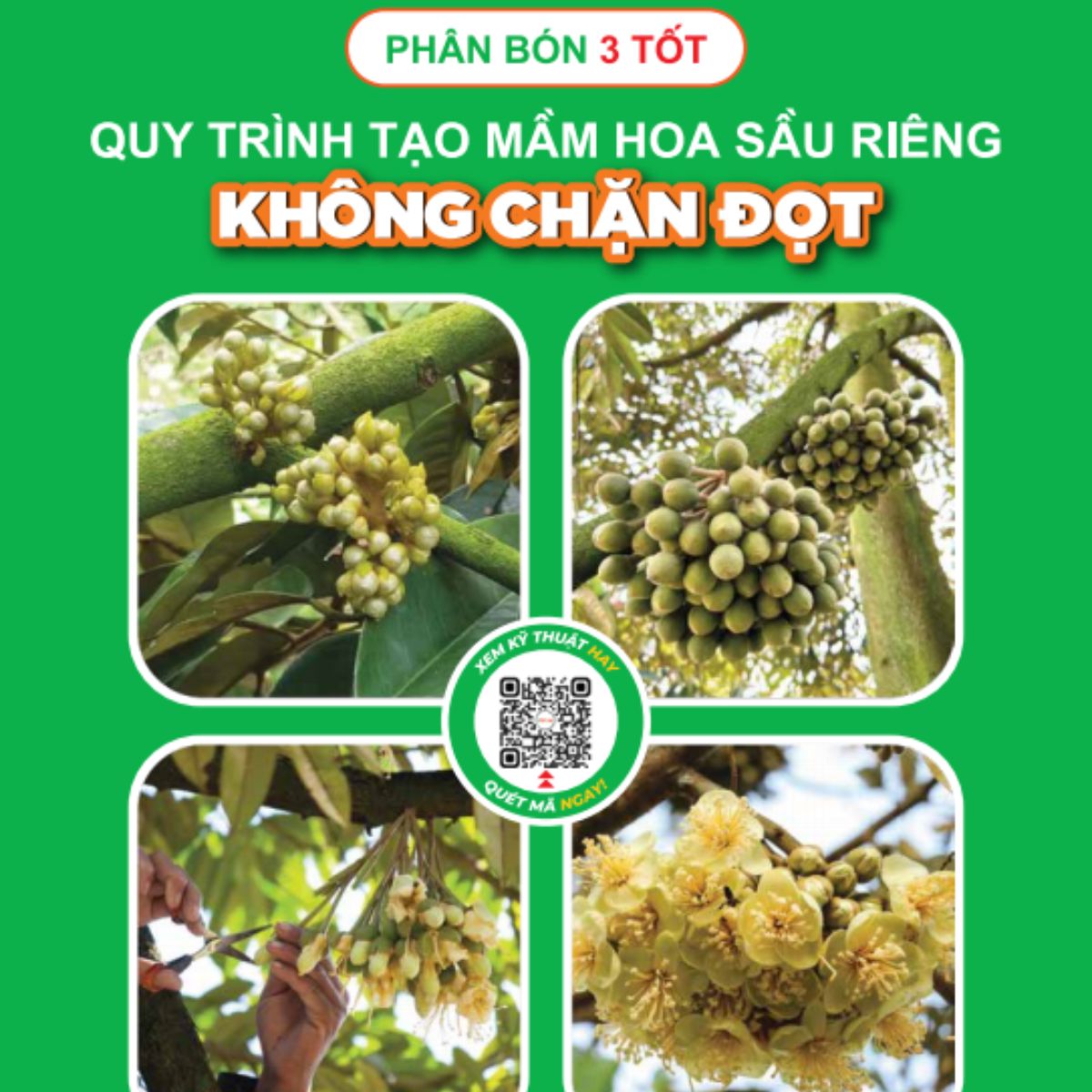 Nhận Quy Trình Tạo Mầm Hoa Vụ Thuận Không Chặn Đọt Nhận Quy Trình Tạo Mầm Hoa Vụ Thuận Không Chặn Đọt