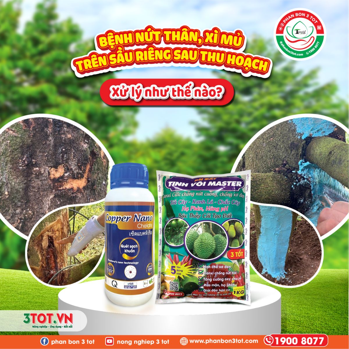 BỆNH NỨT THÂN, XÌ MỦ TRÊN SẦU RIÊNG SAU THU HOẠCH XỬ LÝ NHƯ THẾ NÀO? BỆNH NỨT THÂN, XÌ MỦ TRÊN SẦU RIÊNG SAU THU HOẠCH XỬ LÝ NHƯ THẾ NÀO?