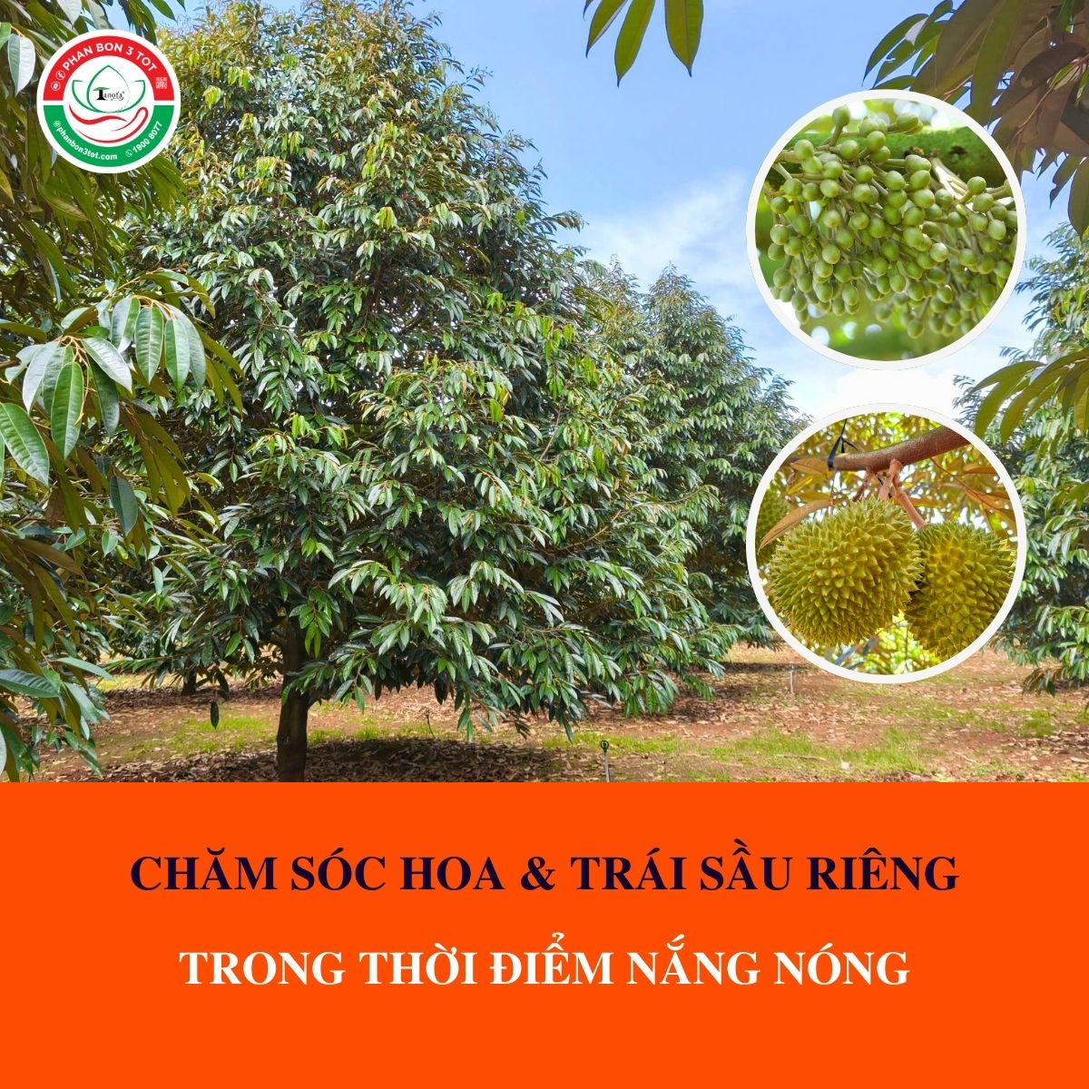 BÍ QUYẾT CHĂM SÓC HOA & TRÁI SẦU RIÊNG TRONG THỜI ĐIỂM NẮNG NÓNG BÍ QUYẾT CHĂM SÓC HOA & TRÁI SẦU RIÊNG TRONG THỜI ĐIỂM NẮNG NÓNG