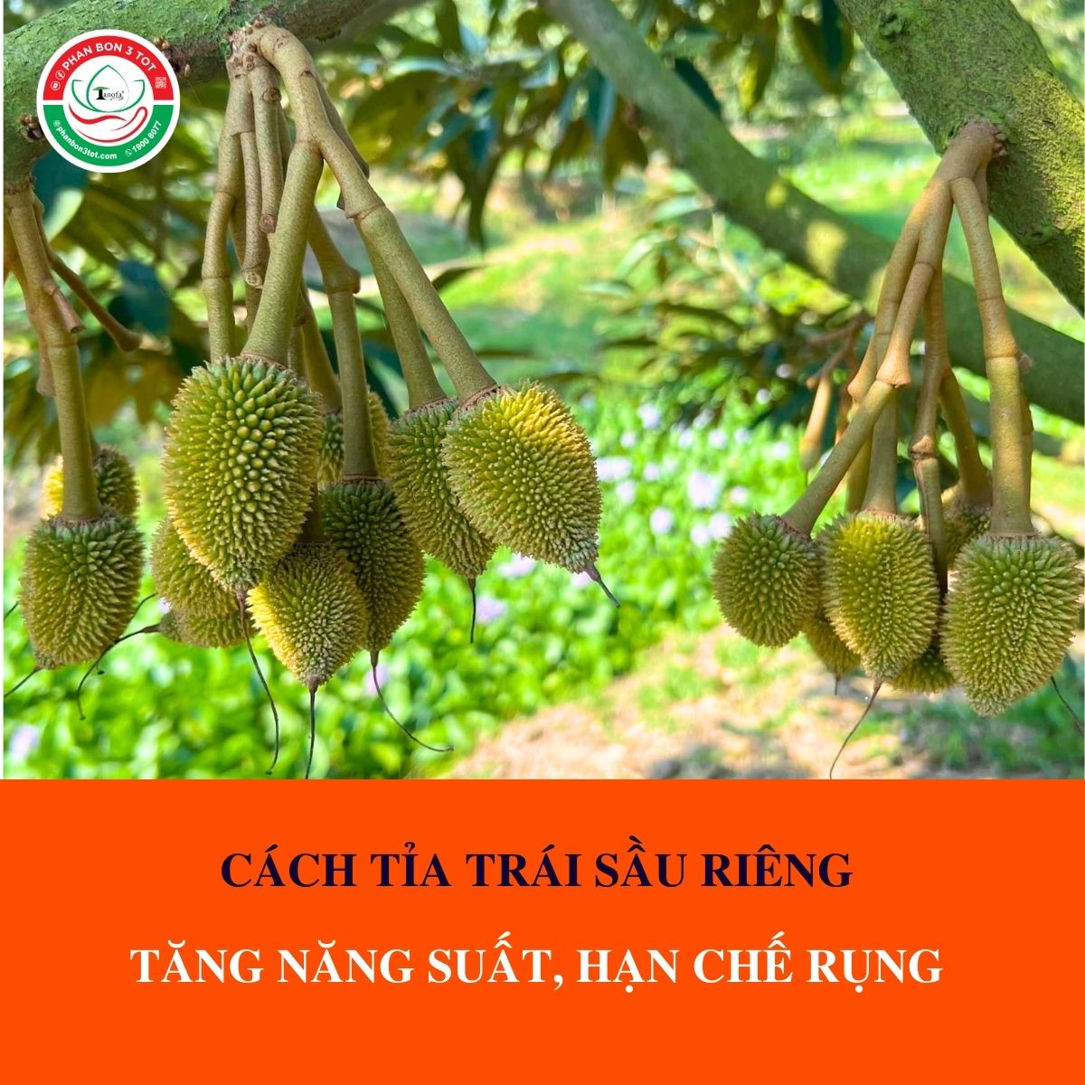 CÁCH TỈA TRÁI SẦU RIÊNG ĐÚNG KỸ THUẬT - TĂNG NĂNG SUẤT, HẠN CHẾ RỤNG CÁCH TỈA TRÁI SẦU RIÊNG ĐÚNG KỸ THUẬT - TĂNG NĂNG SUẤT, HẠN CHẾ RỤNG