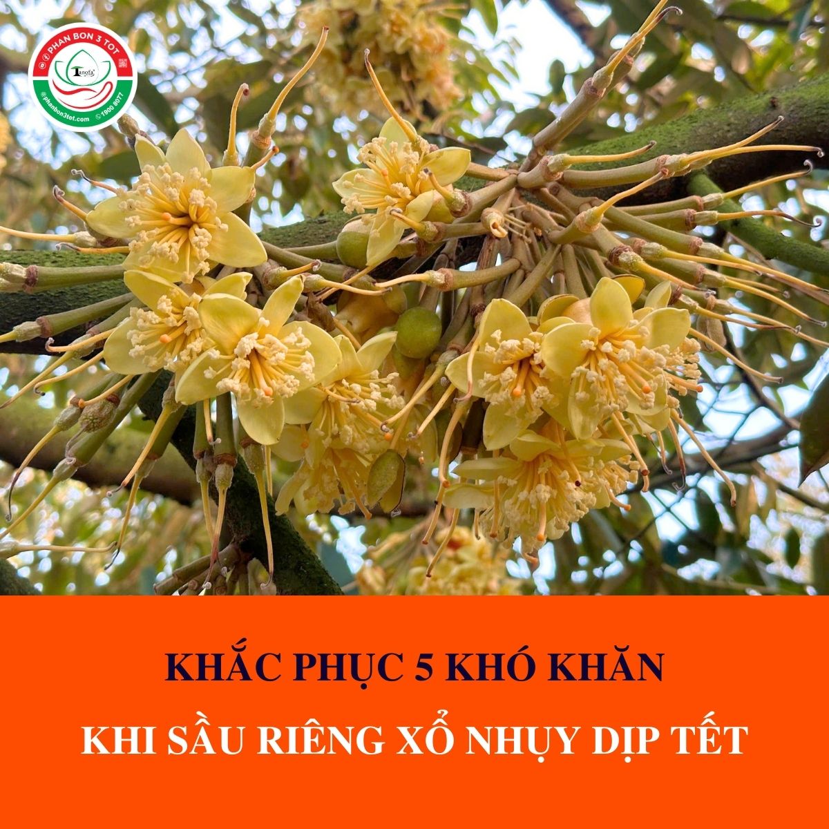 5 KHÓ KHĂN KHI SẦU RIÊNG XỔ NHỤY DỊP TẾT - LÀM SAO KHẮC PHỤC? 5 KHÓ KHĂN KHI SẦU RIÊNG XỔ NHỤY DỊP TẾT - LÀM SAO KHẮC PHỤC?