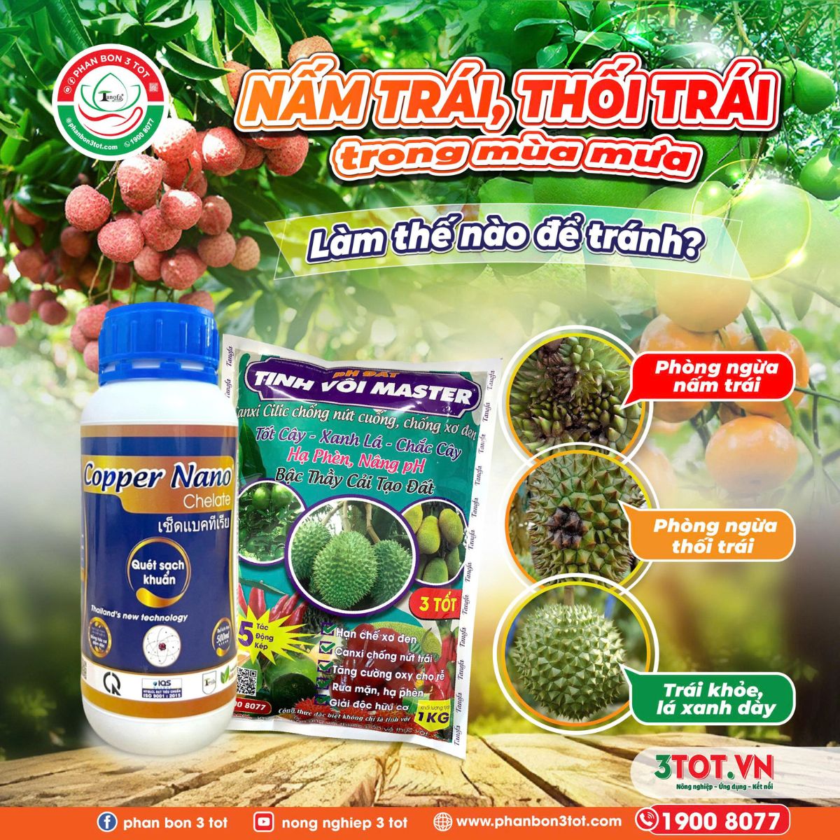 BỆNH NẤM TRÁI, THỐI TRÁI TRONG MÙA MƯA - LÀM THẾ NÀO ĐỂ TRÁNH? BỆNH NẤM TRÁI, THỐI TRÁI TRONG MÙA MƯA - LÀM THẾ NÀO ĐỂ TRÁNH?