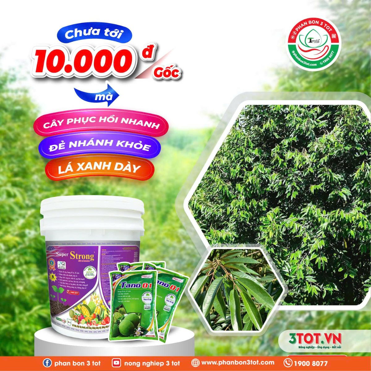 CHƯA TỚI 10.000 Đ/GỐC MÀ CÂY PHỤC HỒI NHANH, ĐẺ NHÁNH KHỎE, LÁ XANH DÀY!  CHƯA TỚI 10.000 Đ/GỐC MÀ CÂY PHỤC HỒI NHANH, ĐẺ NHÁNH KHỎE, LÁ XANH DÀY!