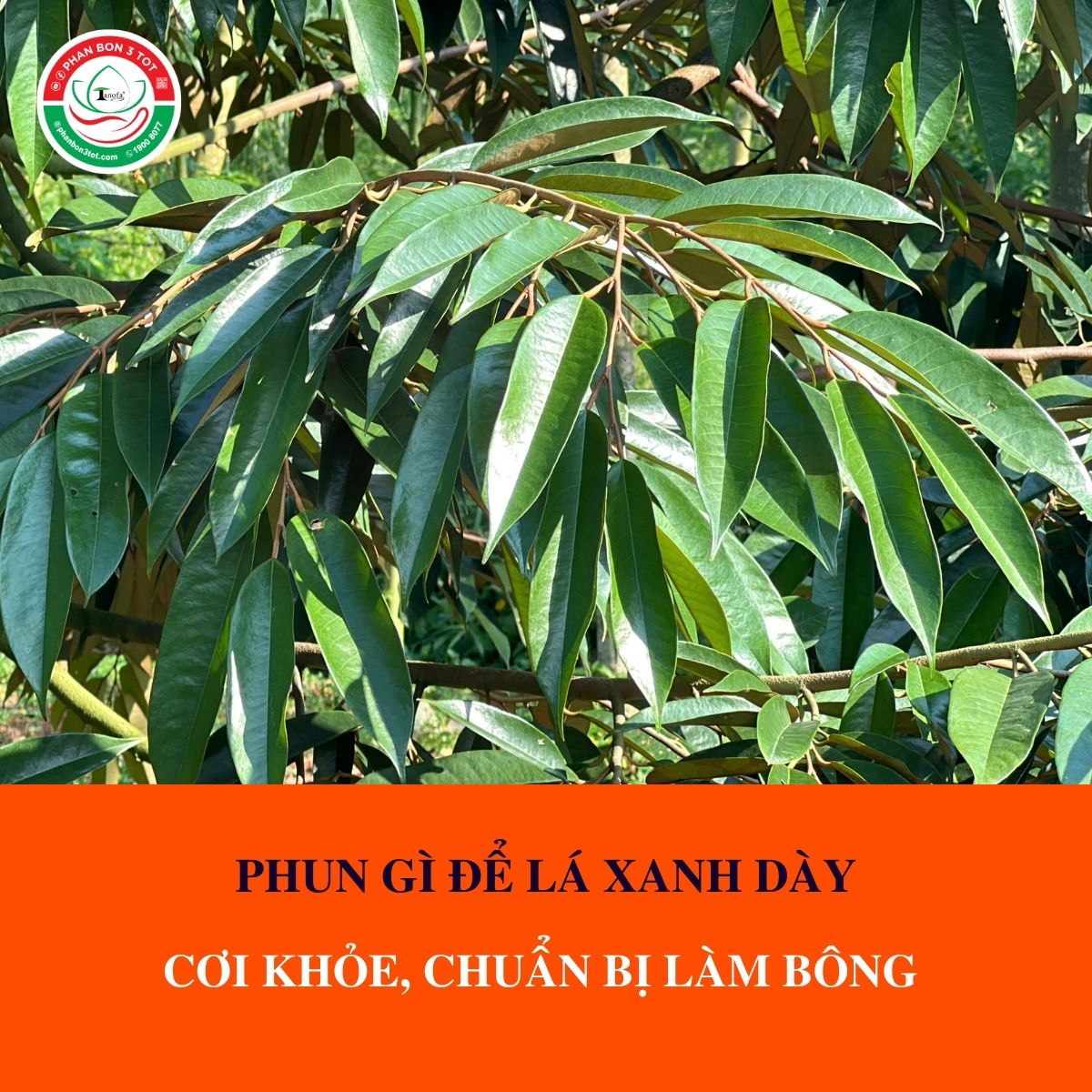 PHUN GÌ ĐỂ LÁ XANH DÀY, CƠI KHỎE, CHUẨN BỊ LÀM BÔNG PHUN GÌ ĐỂ LÁ XANH DÀY, CƠI KHỎE, CHUẨN BỊ LÀM BÔNG