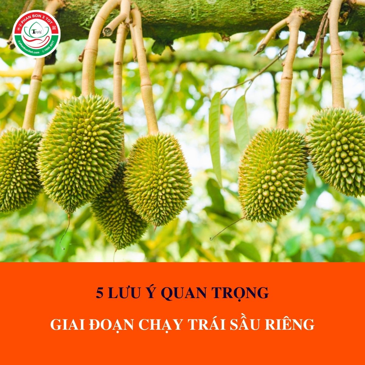 5 LƯU Ý QUAN TRỌNG GIAI ĐOẠN CHẠY TRÁI SẦU RIÊNG 5 LƯU Ý QUAN TRỌNG GIAI ĐOẠN CHẠY TRÁI SẦU RIÊNG