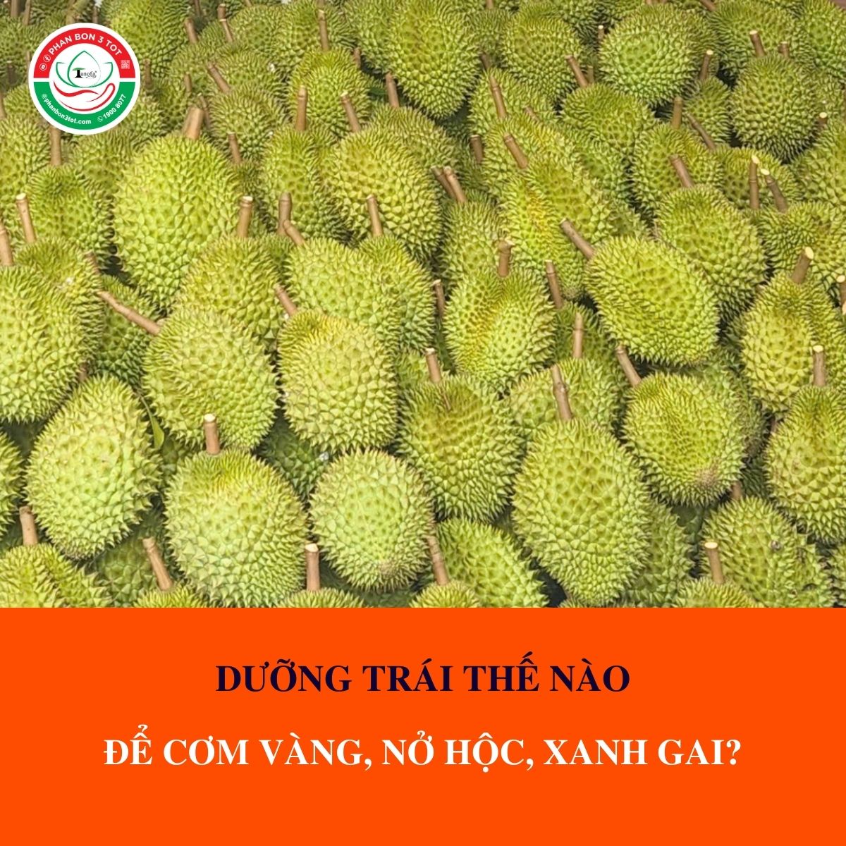 DƯỠNG TRÁI THẾ NÀO ĐỂ CƠM VÀNG, NỞ HỘC, XANH GAI? DƯỠNG TRÁI THẾ NÀO ĐỂ CƠM VÀNG, NỞ HỘC, XANH GAI?