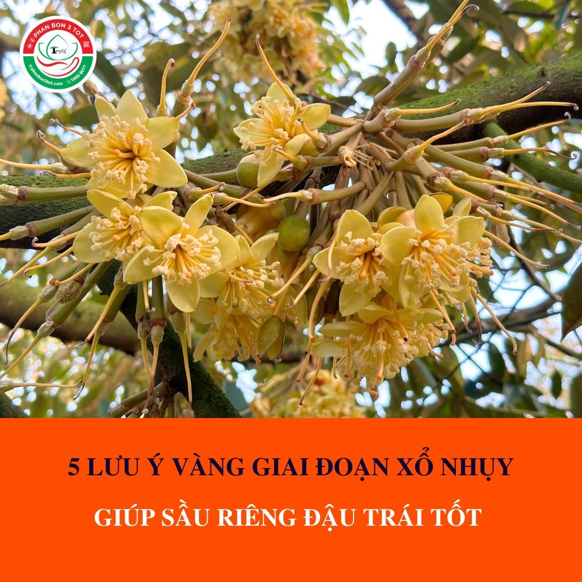 5 LƯU Ý VÀNG GIAI ĐOẠN XỔ NHỤY GIÚP SẦU RIÊNG ĐẬU TRÁI TỐT 5 LƯU Ý VÀNG GIAI ĐOẠN XỔ NHỤY GIÚP SẦU RIÊNG ĐẬU TRÁI TỐT