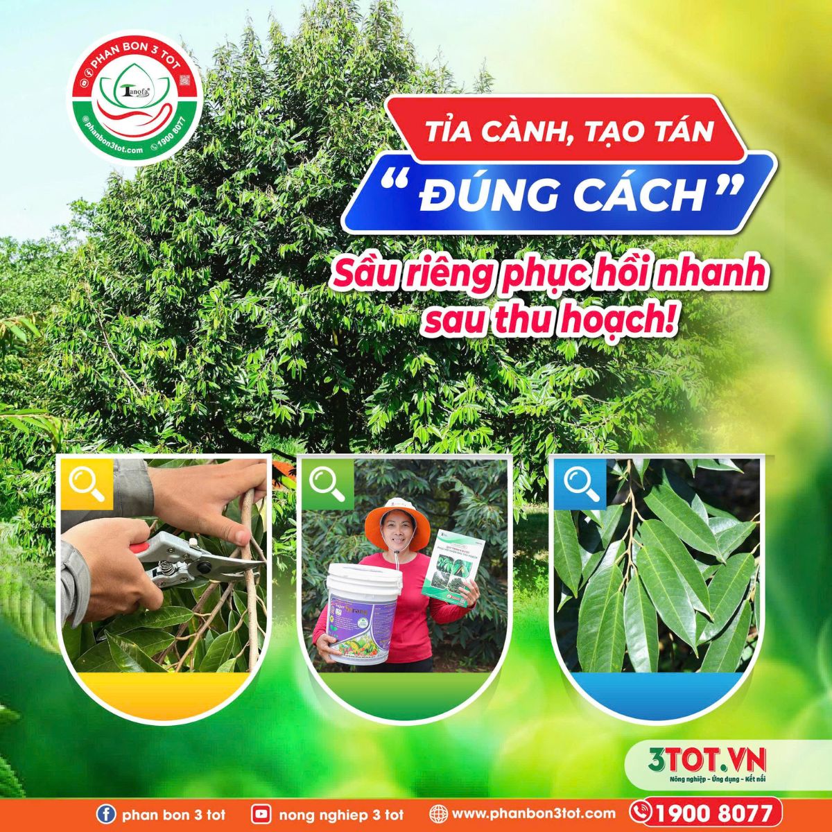 TỈA CÀNH, TẠO TÁN ĐÚNG CÁCH - SẦU RIÊNG PHỤC HỒI NHANH SAU THU HOẠCH! TỈA CÀNH, TẠO TÁN ĐÚNG CÁCH - SẦU RIÊNG PHỤC HỒI NHANH SAU THU HOẠCH!