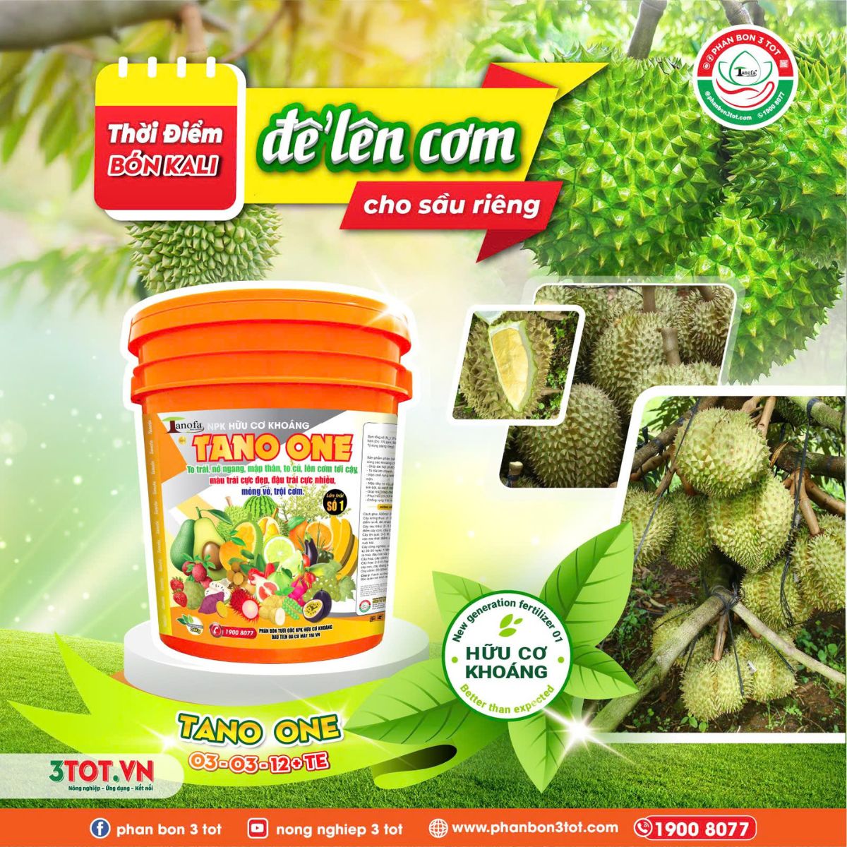 THỜI ĐIỂM VÀNG BỔ SUNG KALI ĐỂ LÊN CƠM CHO SẦU RIÊNG THỜI ĐIỂM VÀNG BỔ SUNG KALI ĐỂ LÊN CƠM CHO SẦU RIÊNG