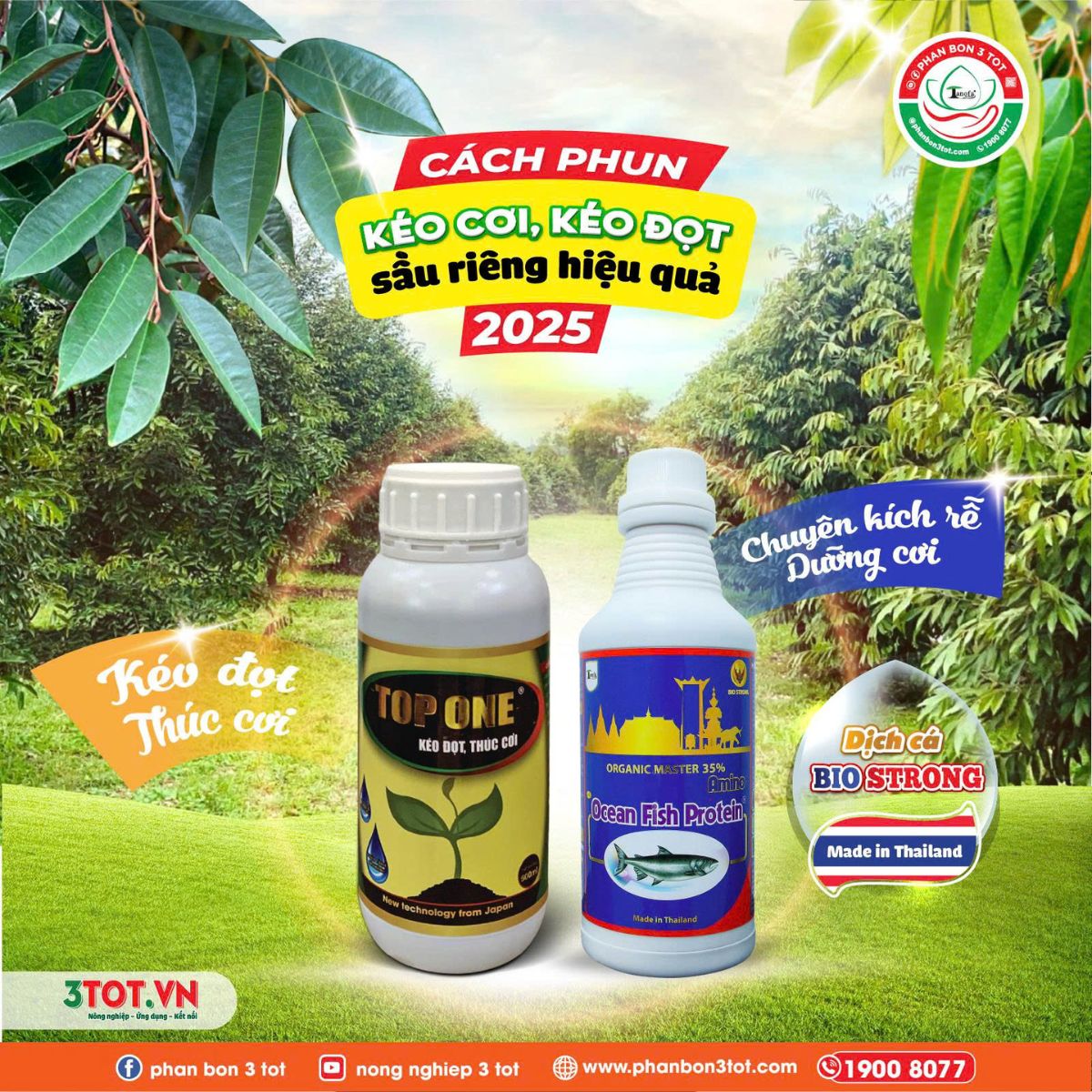 BỘ KÉO CƠI SẦU RIÊNG 2025: LÁ XANH DÀY, BUNG ĐỌT ĐỒNG LOẠT BỘ KÉO CƠI SẦU RIÊNG 2025: LÁ XANH DÀY, BUNG ĐỌT ĐỒNG LOẠT