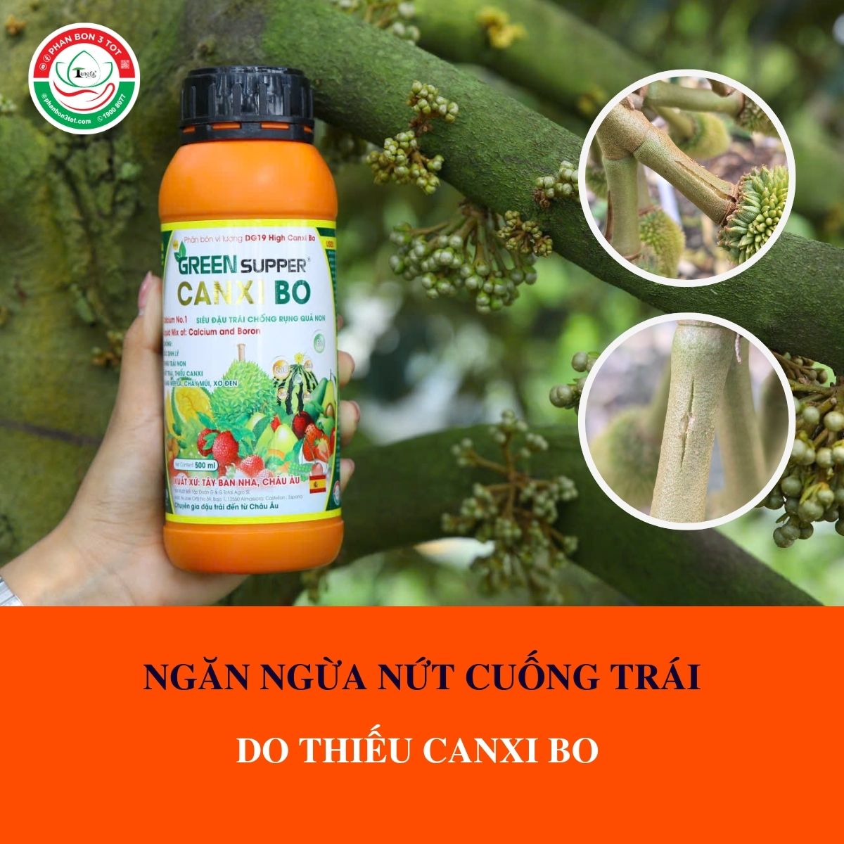 GIẢI PHÁP NGĂN NGỪA NỨT CUỐNG TRÁI SẦU RIÊNG DO THIẾU CANXI BO  GIẢI PHÁP NGĂN NGỪA NỨT CUỐNG TRÁI SẦU RIÊNG DO THIẾU CANXI BO