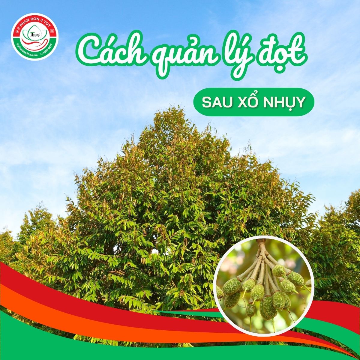 CÁCH QUẢN LÝ SẦU RIÊNG ĐI ĐỌT SAU XỔ NHỤY 2025 CÁCH QUẢN LÝ SẦU RIÊNG ĐI ĐỌT SAU XỔ NHỤY 2025