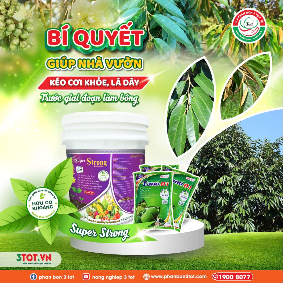BÍ QUYẾT KÉO CƠI KHỎE, LÁ XANH DÀY CHO SẦU RIÊNG TRƯỚC GIAI ĐOẠN LÀM BÔNG BÍ QUYẾT KÉO CƠI KHỎE, LÁ XANH DÀY CHO SẦU RIÊNG TRƯỚC GIAI ĐOẠN LÀM BÔNG