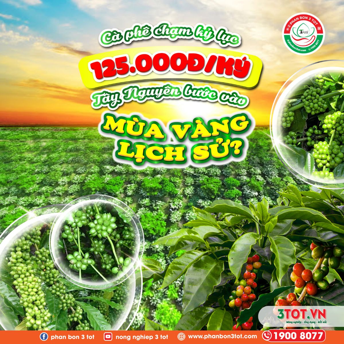 CÀ PHÊ CHẠM KỶ LỤC 125.000Đ/KG: TÂY NGUYÊN BƯỚC VÀO MÙA VÀNG LỊCH SỬ? 