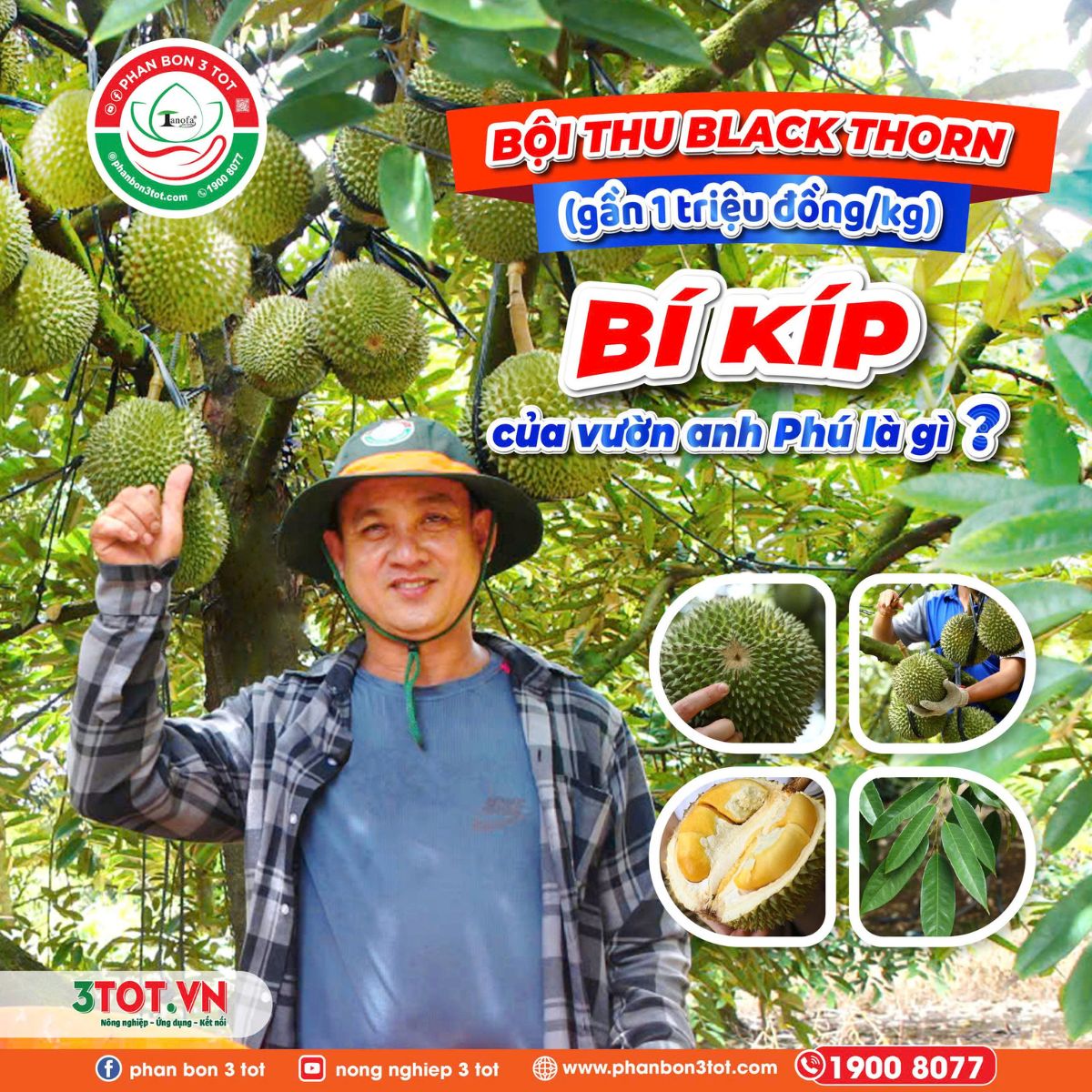 BỘI THU BLACK THORN GẦN 1 TRIỆU ĐỒNG/KG - BÍ KÍP CỦA ANH PHÚ LÀ GÌ? BỘI THU BLACK THORN GẦN 1 TRIỆU ĐỒNG/KG - BÍ KÍP CỦA ANH PHÚ LÀ GÌ?