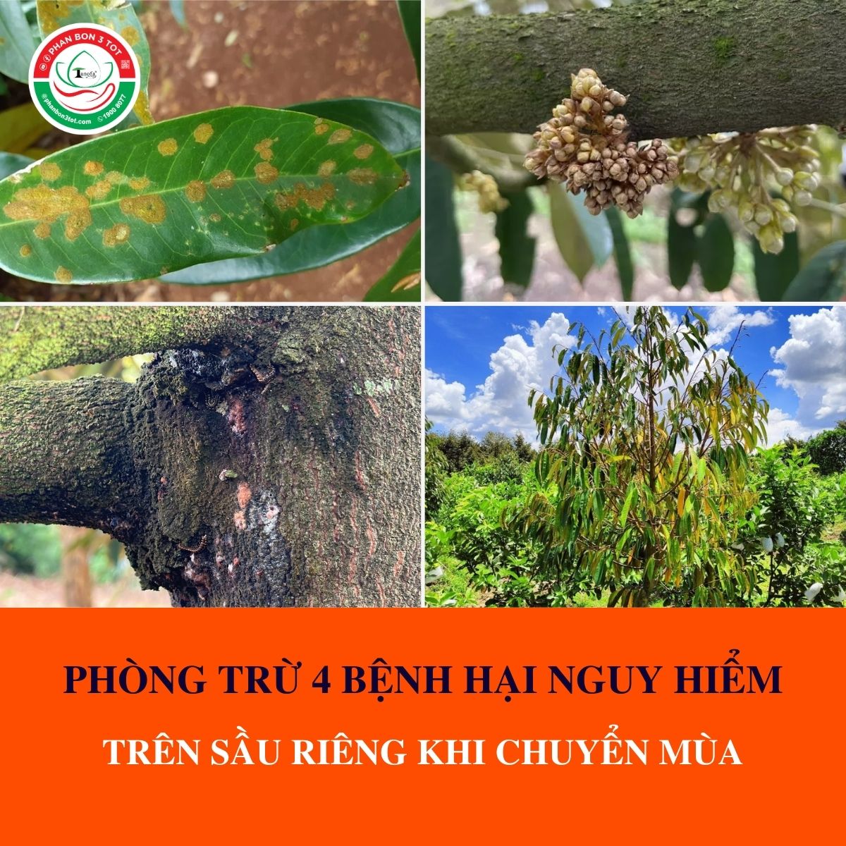 PHÒNG TRỪ 4 BỆNH HẠI NGUY HIỂM TRÊN SẦU RIÊNG KHI CHUYỂN MÙA PHÒNG TRỪ 4 BỆNH HẠI NGUY HIỂM TRÊN SẦU RIÊNG KHI CHUYỂN MÙA