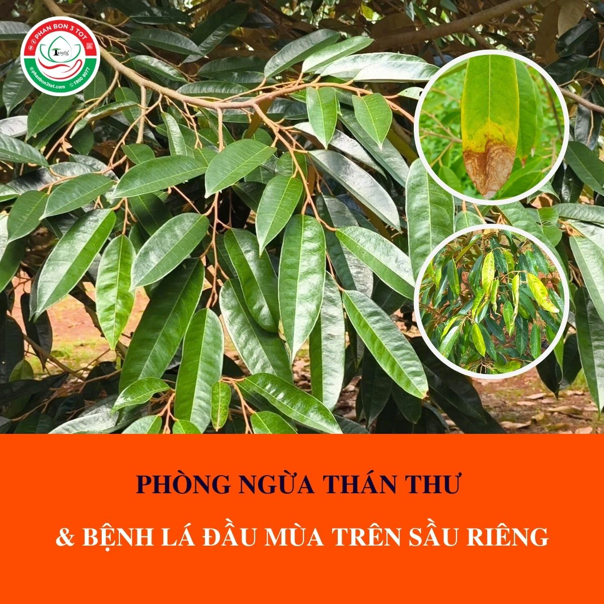 PHÒNG NGỪA THÁN THƯ & BỆNH LÁ ĐẦU MÙA TRÊN SẦU RIÊNG  PHÒNG NGỪA THÁN THƯ & BỆNH LÁ ĐẦU MÙA TRÊN SẦU RIÊNG