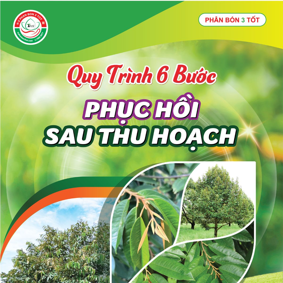 Cách Nhận Quy Trình Phục Hồi Sau Thu Hoạch