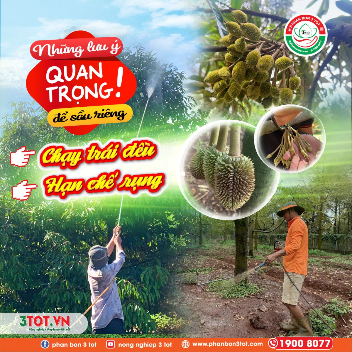 NHỮNG LƯU Ý QUAN TRỌNG ĐỂ SẦU RIÊNG CHẠY TRÁI ĐỀU, HẠN CHẾ RỤNG NHỮNG LƯU Ý QUAN TRỌNG ĐỂ SẦU RIÊNG CHẠY TRÁI ĐỀU, HẠN CHẾ RỤNG