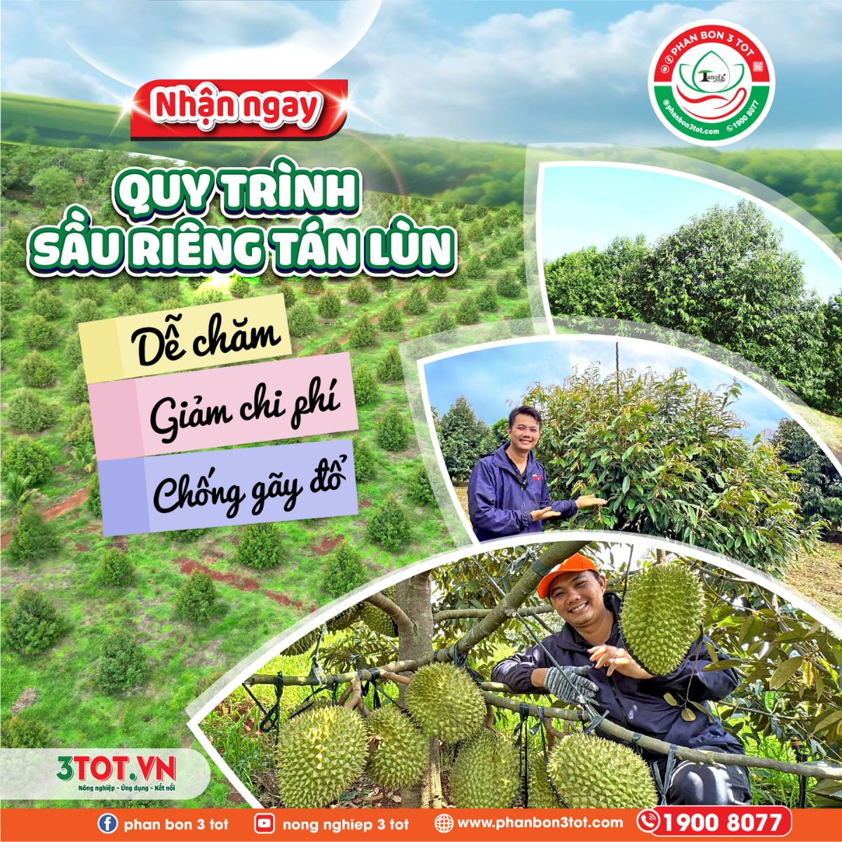 SẦU RIÊNG TÁN LÙN – KỸ THUẬT CANH TÁC HIỆN ĐẠI, NĂNG SUẤT VƯỢT TRỘI SẦU RIÊNG TÁN LÙN – KỸ THUẬT CANH TÁC HIỆN ĐẠI, NĂNG SUẤT VƯỢT TRỘI