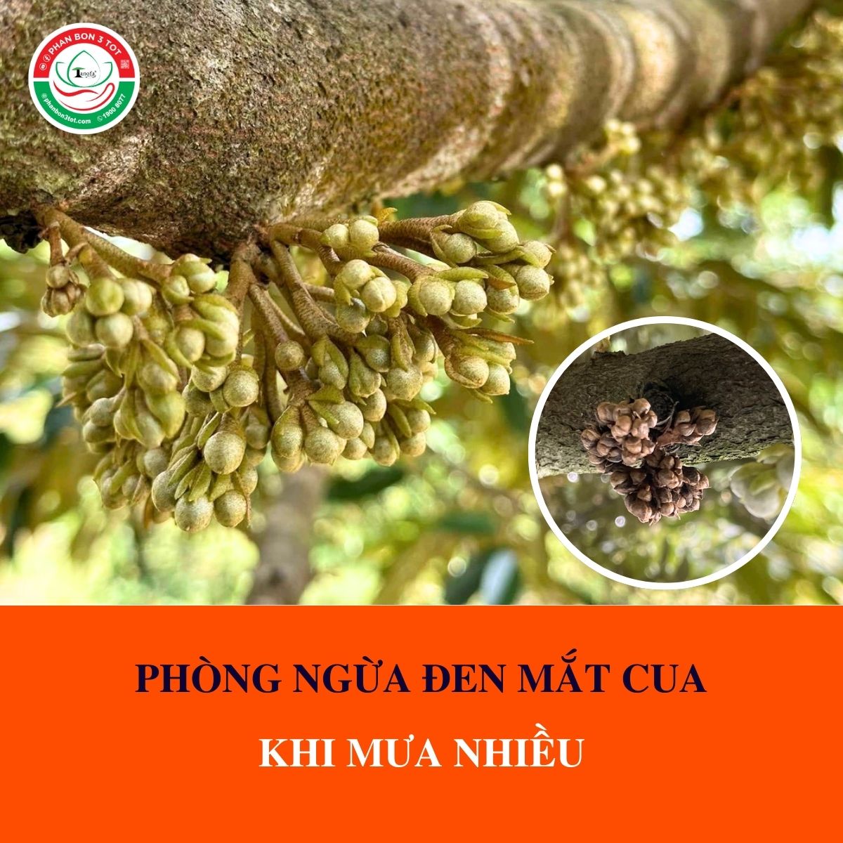 BÍ KÍP PHÒNG NGỪA ĐEN MẮT CUA KHI MƯA NHIỀU BÍ KÍP PHÒNG NGỪA ĐEN MẮT CUA KHI MƯA NHIỀU