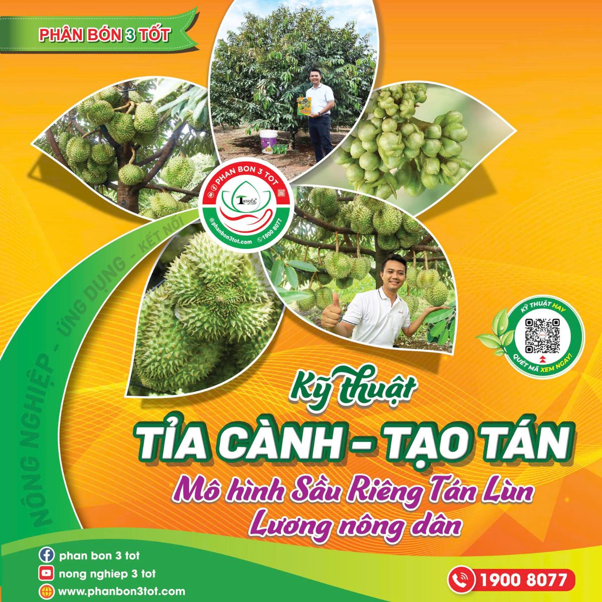 KỸ THUẬT TỈA CÀNH - TẠO TÁN MÔ HÌNH SẦU RIÊNG TÁN LÙN LƯƠNG NÔNG DÂN