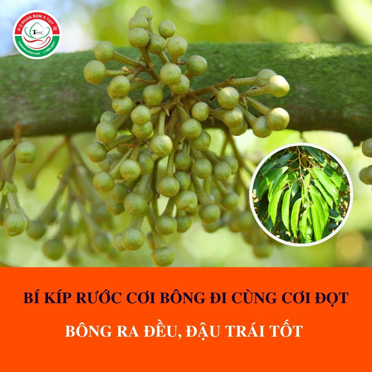 BÍ KÍP RƯỚC CƠI BÔNG ĐI CÙNG CƠI ĐỌT - BÔNG RA ĐỀU, ĐẬU TRÁI TỐT  BÍ KÍP RƯỚC CƠI BÔNG ĐI CÙNG CƠI ĐỌT - BÔNG RA ĐỀU, ĐẬU TRÁI TỐT