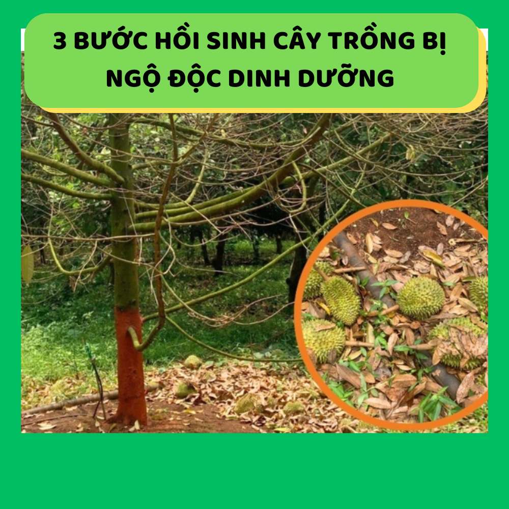 3 BƯỚC HỒI SINH CÂY SẦU RIÊNG BỊ NGỘ ĐỘC DINH DƯỠNG