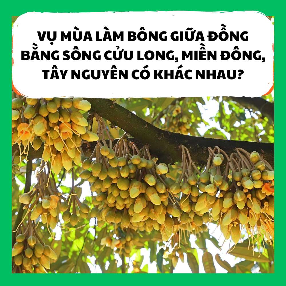 VỤ MÙA LÀM BÔNG GIỮA ĐỒNG BẰNG SÔNG CỬU LONG, MIỀN ĐÔNG, TÂY NGUYÊN CÓ KHÁC NHAU?