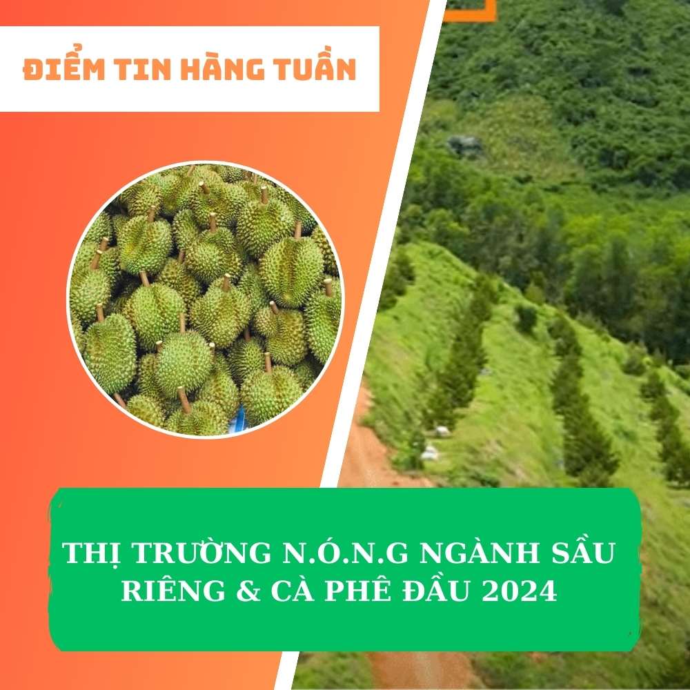 Điểm tin THỊ TRƯỜNG N.Ó.N.G NGÀNH SẦU RIÊNG & CÀ PHÊ ĐẦU 2024