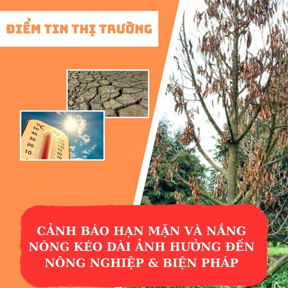 TIN TỨC NÔNG NGHIỆP | CẢNH BÁO HẠN MẶN VÀ NẮNG NÓNG KÉO DÀI ẢNH HƯỞNG ĐẾN NÔNG NGHIỆP & BIỆN PHÁP