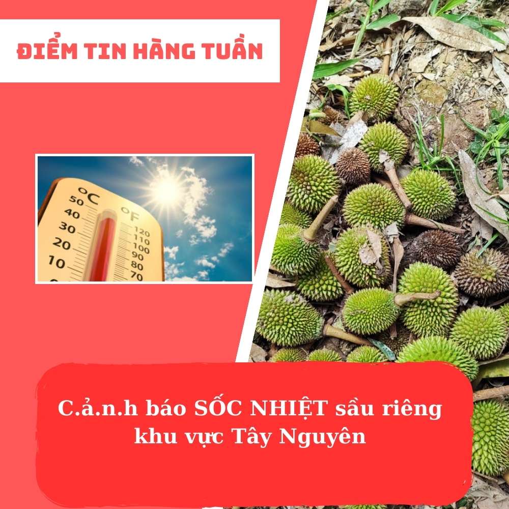 ĐIỂM TIN HÀNG TUẦN - C.ả.n.h báo SỐC NHIỆT sầu riêng khu vực Tây Nguyên ĐIỂM TIN HÀNG TUẦN - C.ả.n.h báo SỐC NHIỆT sầu riêng khu vực Tây Nguyên