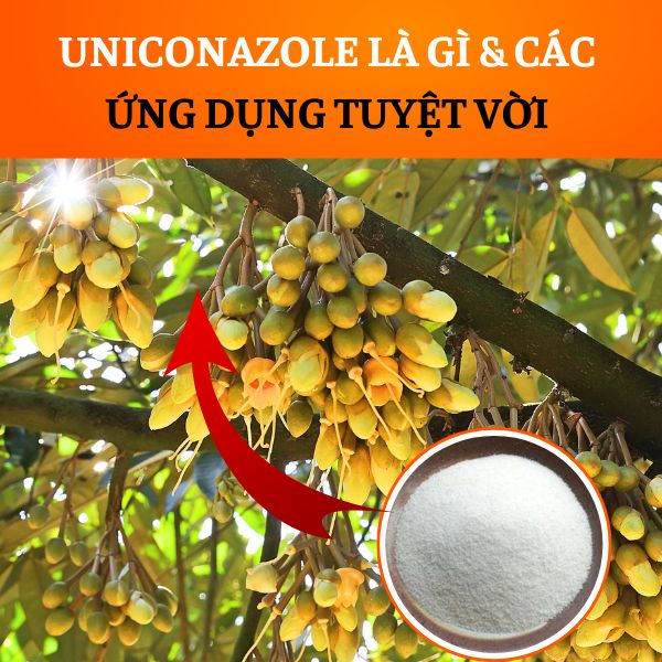 UNICONAZOLE LÀ GÌ VÀ CÁC ỨNG DỤNG TUYỆT VỜI CỦA UNICONAZOLE