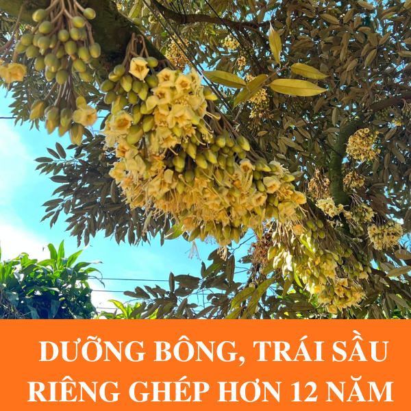 Dưỡng Bông, Trái Cho Cây Sầu Riêng Ghép Hơn 12 Năm Tuổi Như Thế Nào? Dưỡng Bông, Trái Cho Cây Sầu Riêng Ghép Hơn 12 Năm Tuổi Như Thế Nào?