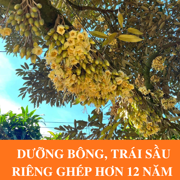 Dưỡng Bông, Trái Cho Cây Sầu Riêng Ghép Hơn 12 Năm Tuổi Như Thế Nào?