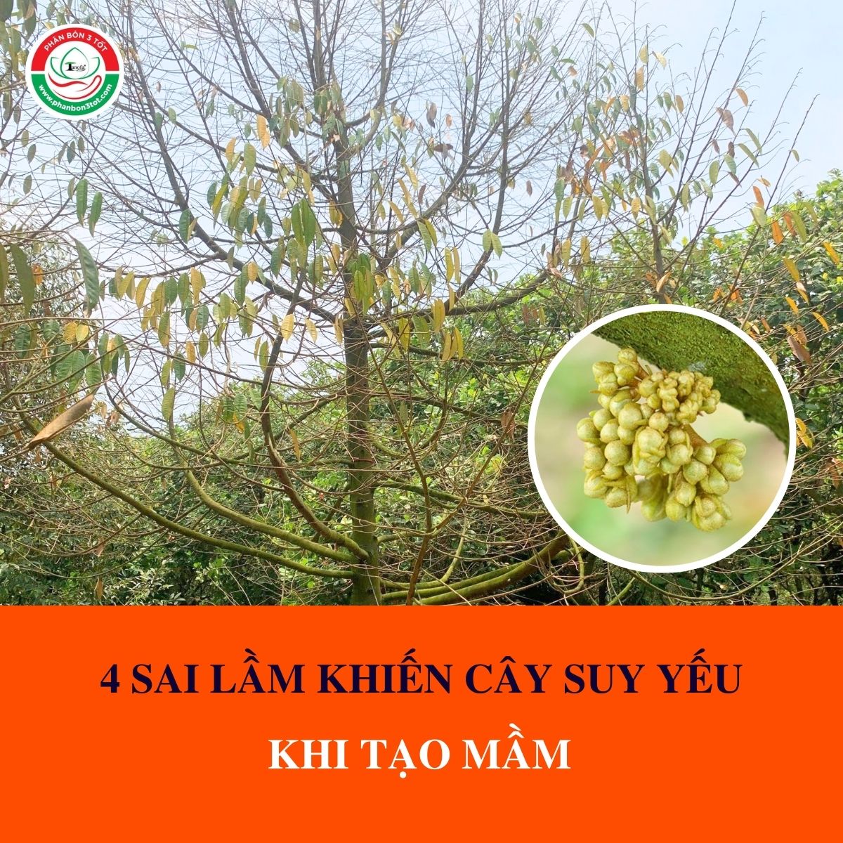 4 SAI LẦM KHIẾN CÂY SẦU RIÊNG SUY YẾU KHI TẠO MẦM 4 SAI LẦM KHIẾN CÂY SẦU RIÊNG SUY YẾU KHI TẠO MẦM